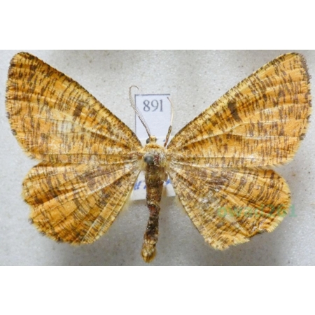 Angerona prunaria (Linnaeus, 1758) Rączyk leszczyniak Czech89l